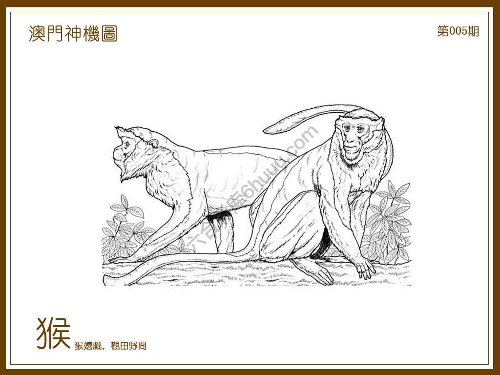 澳门神机图