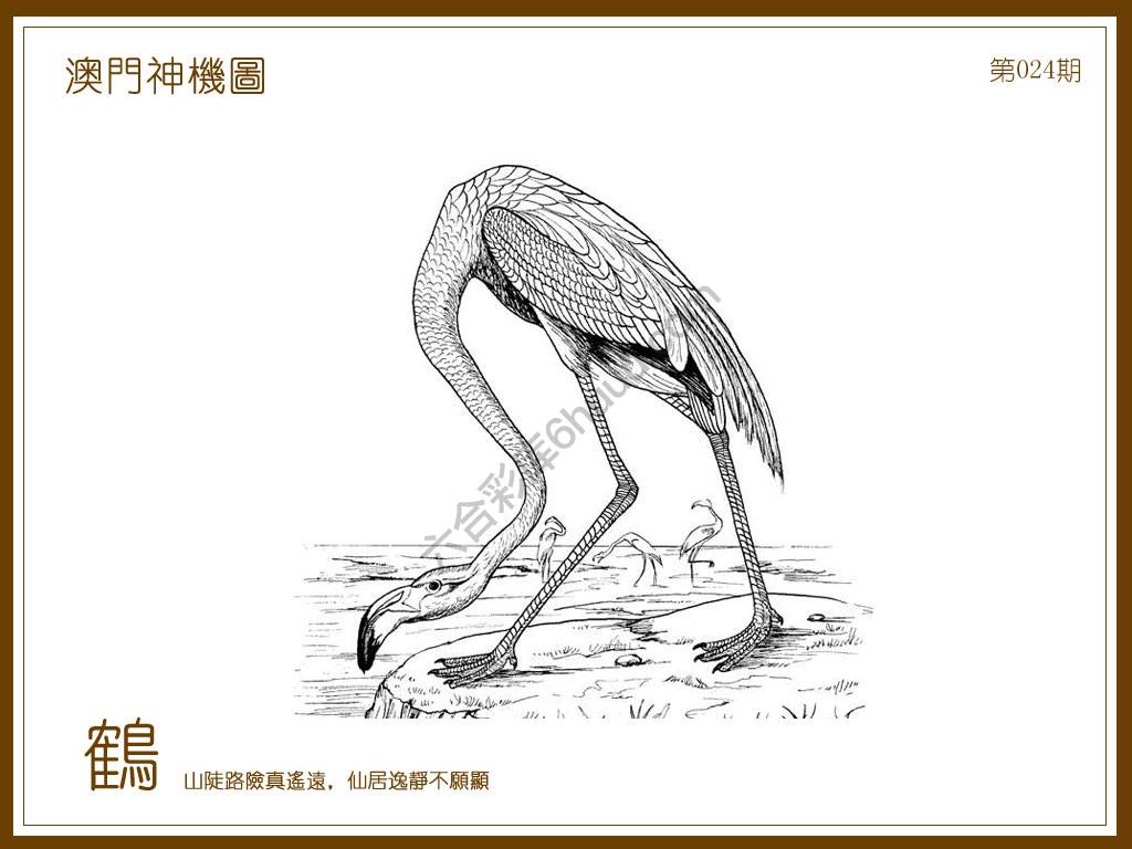 澳门神机图