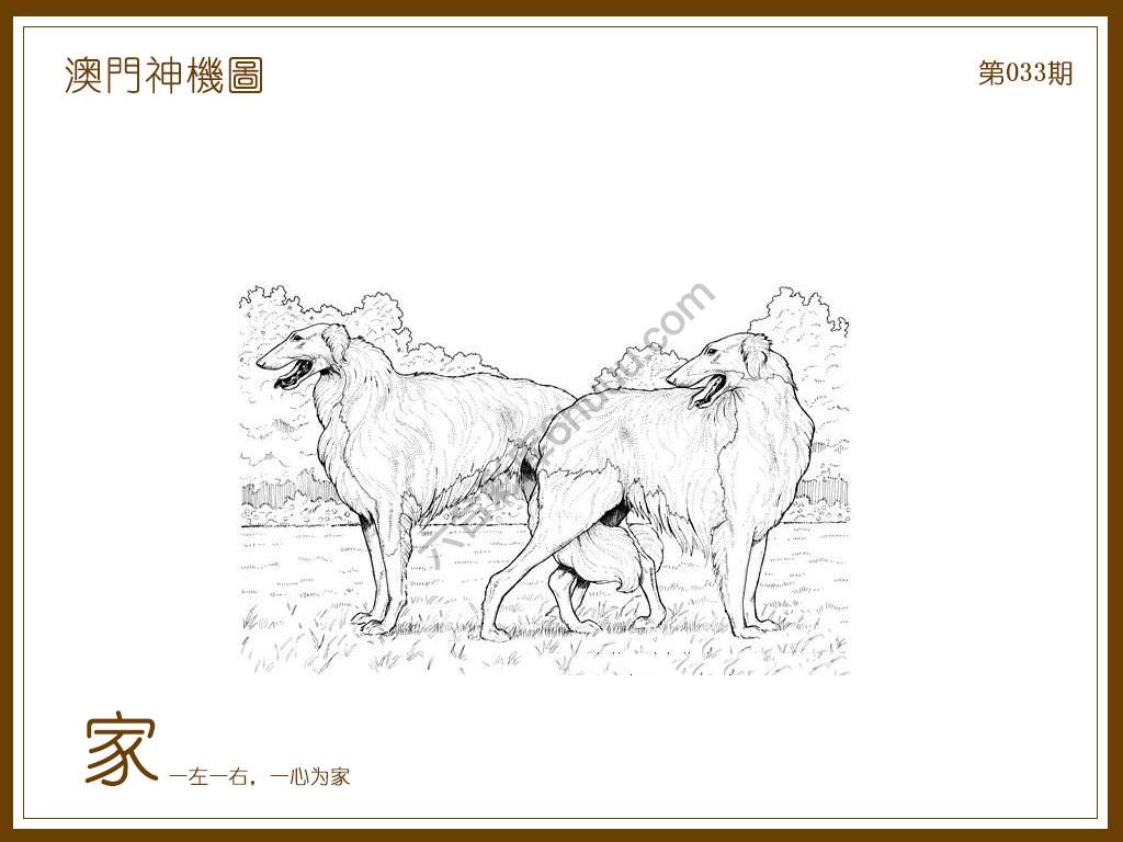 澳门神机图