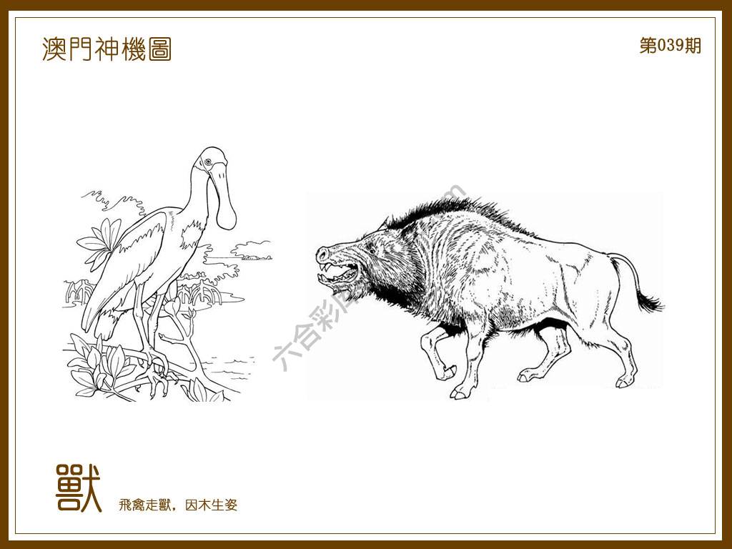 澳门神机图