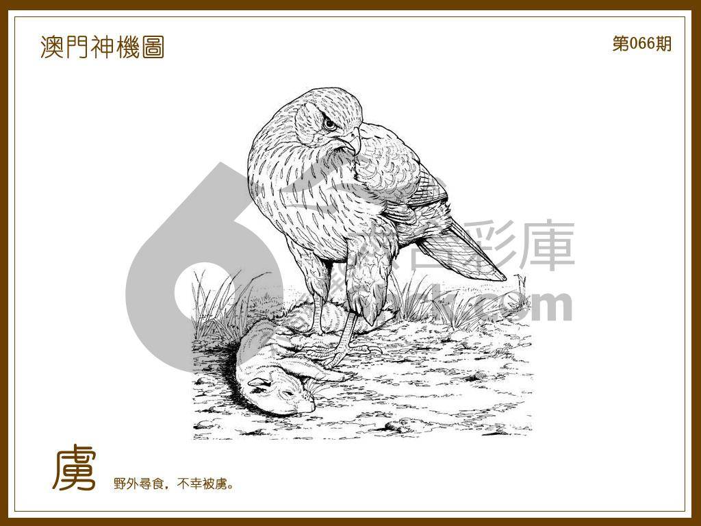 澳门神机图
