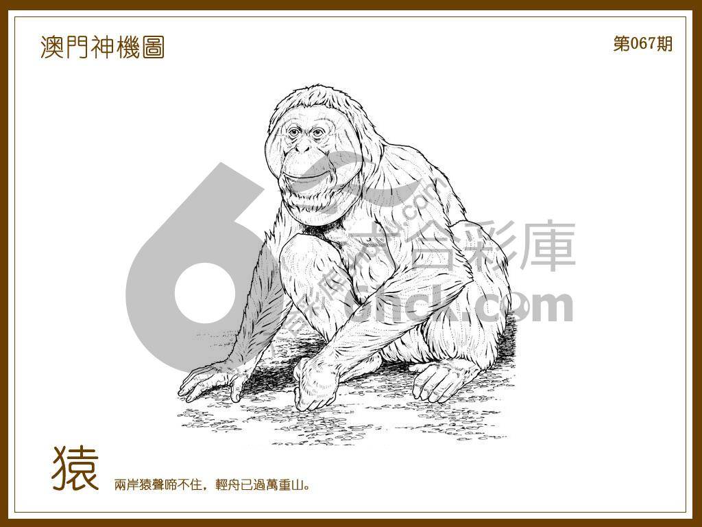 澳门神机图