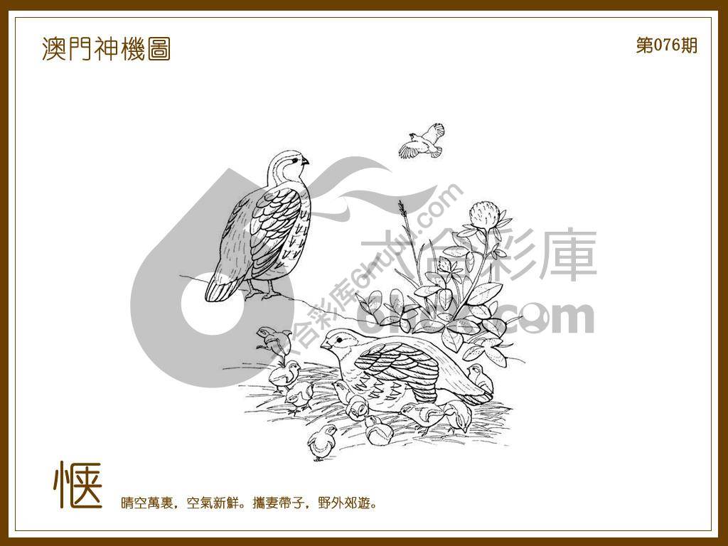 澳门神机图