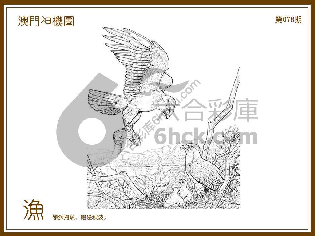 澳门神机图