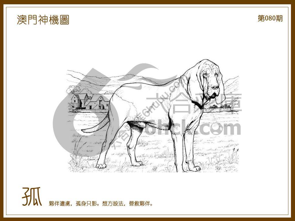 澳门神机图