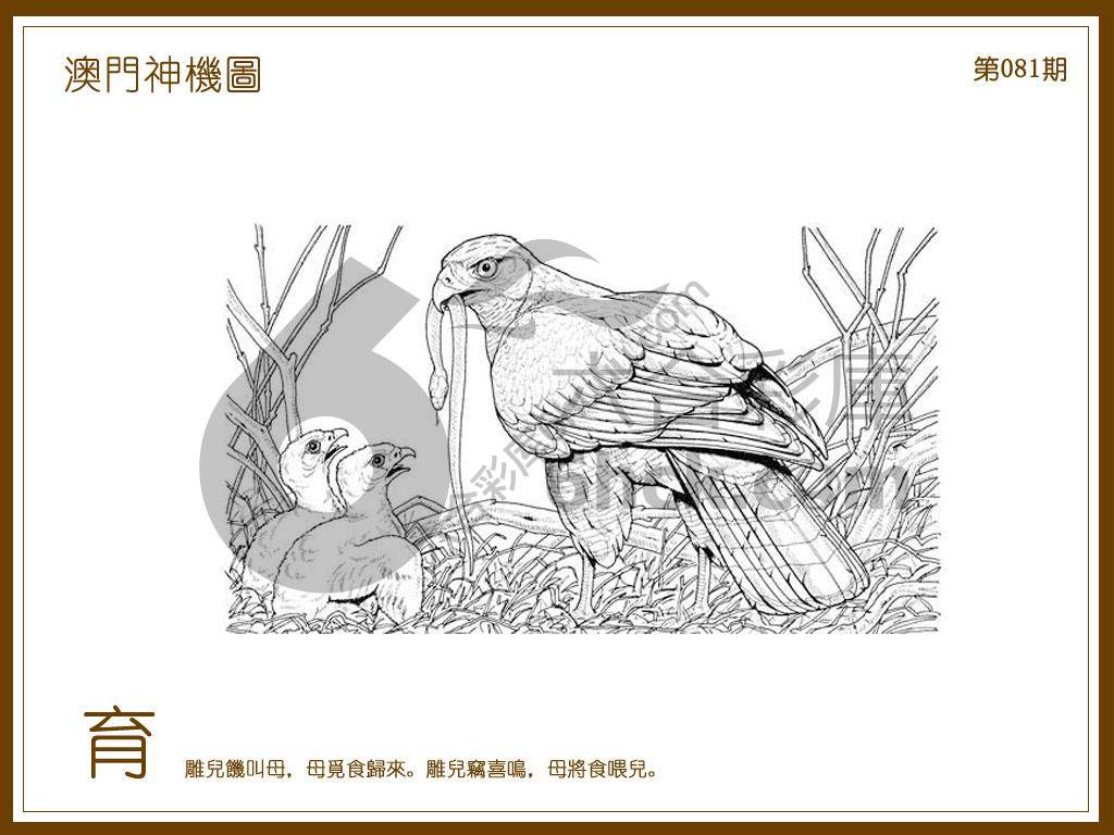 澳门神机图
