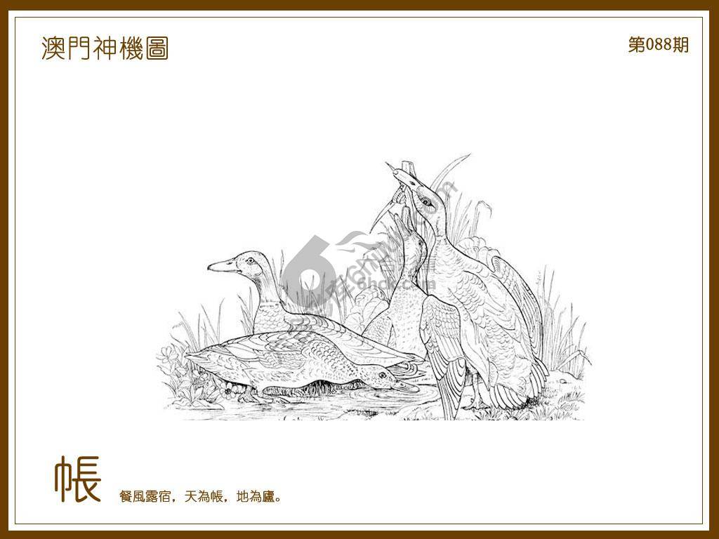 澳门神机图