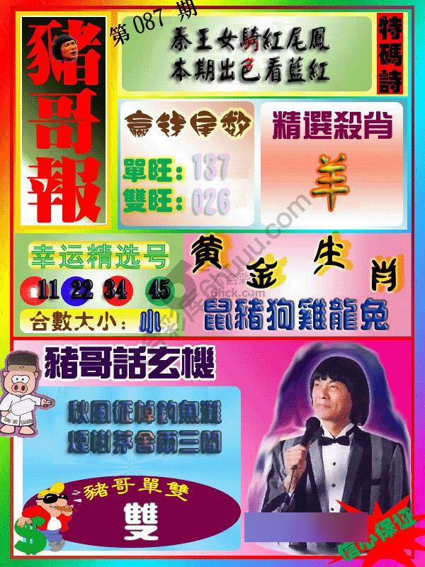 猪哥报