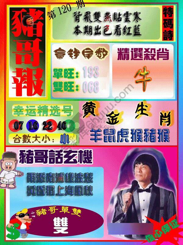 猪哥报