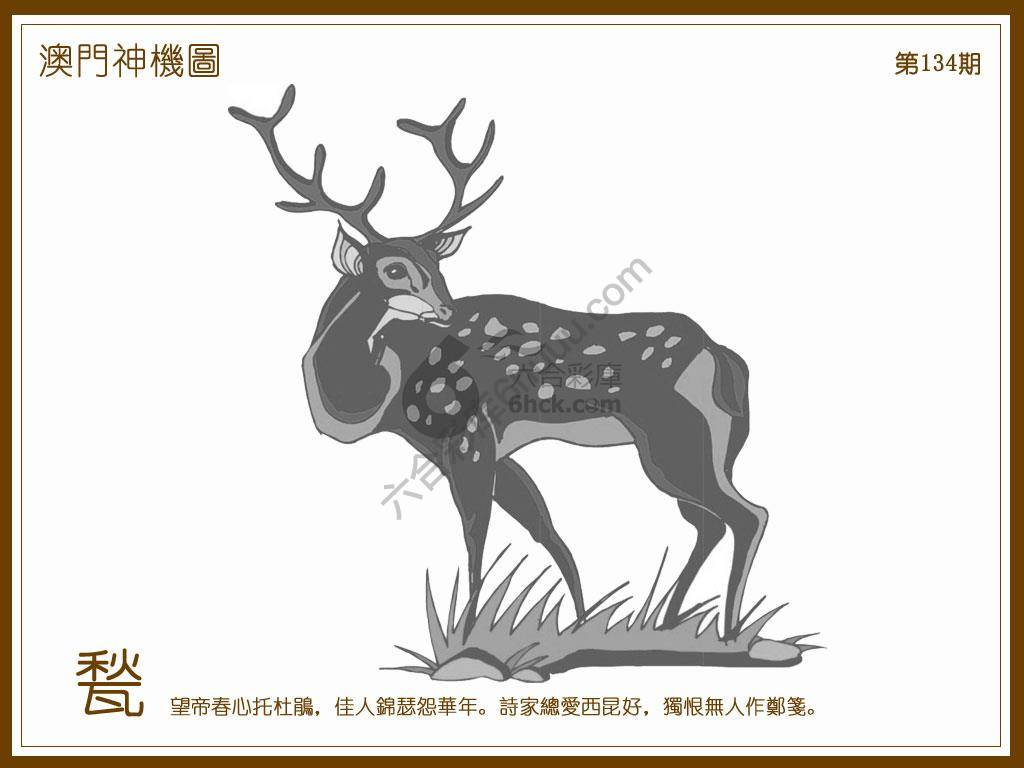 澳门神机图