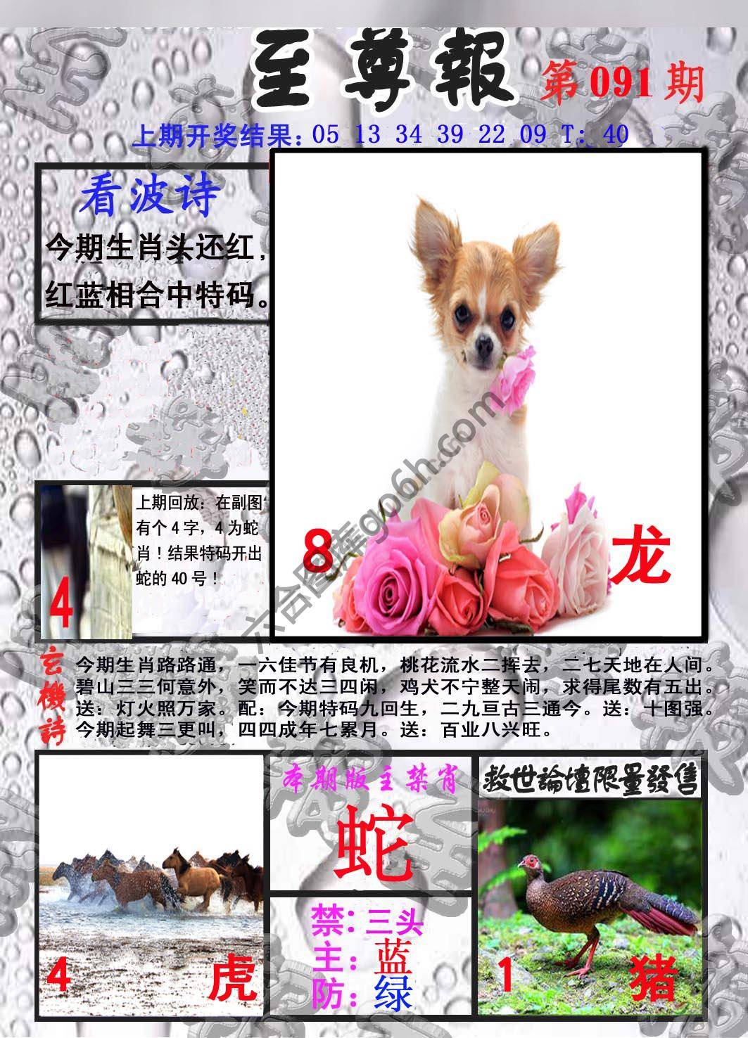 至尊报