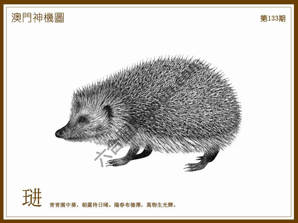 澳门神机图
