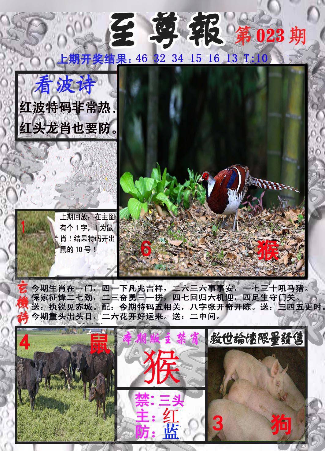 至尊报