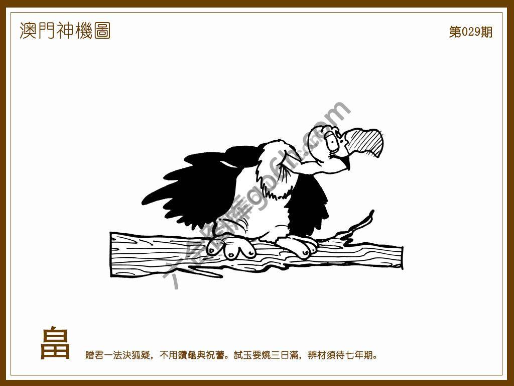 澳门神机图