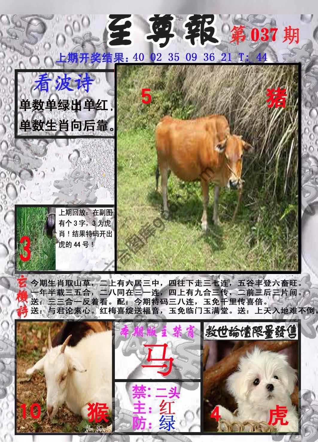 至尊报