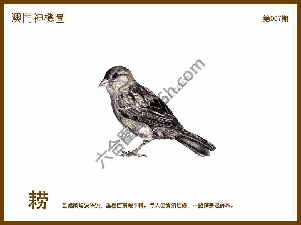 澳门神机图