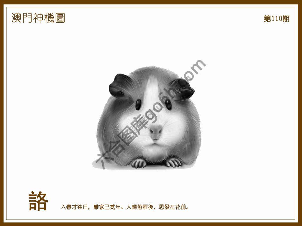澳门神机图