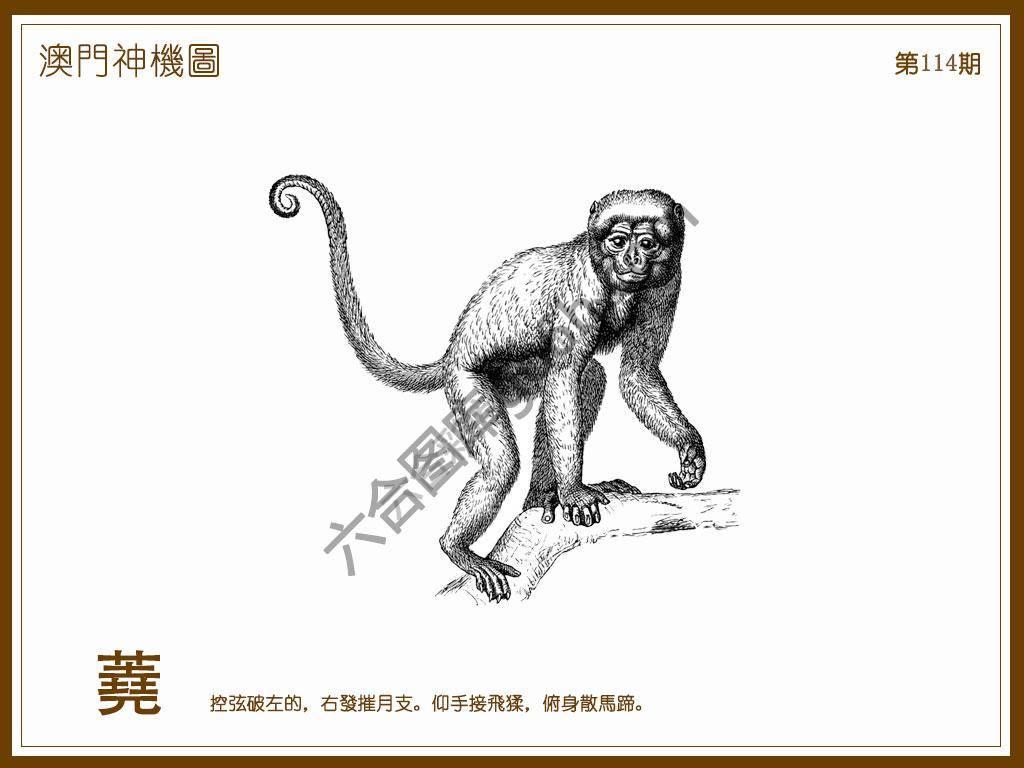 澳门神机图