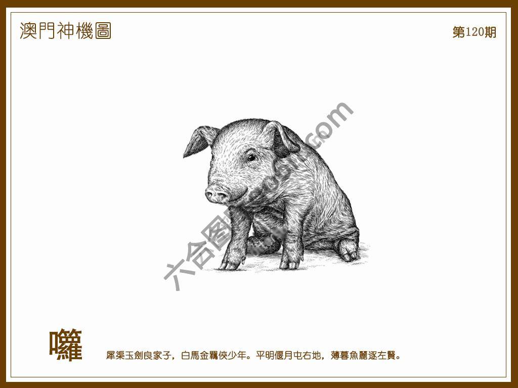 澳门神机图