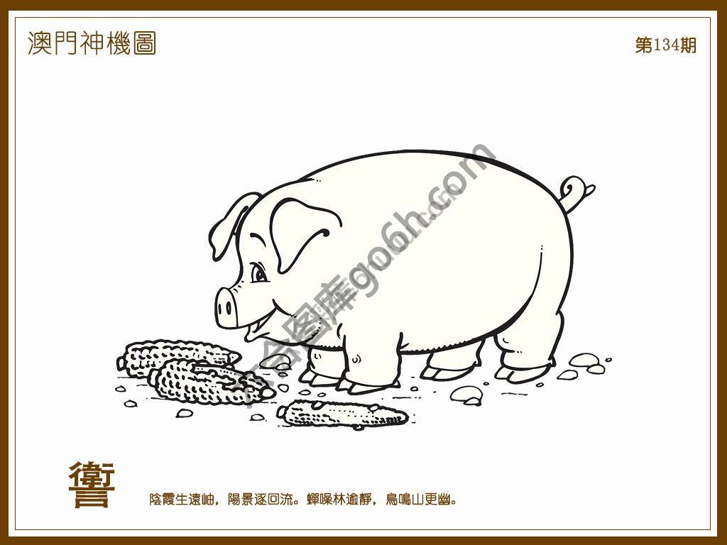 澳门神机图