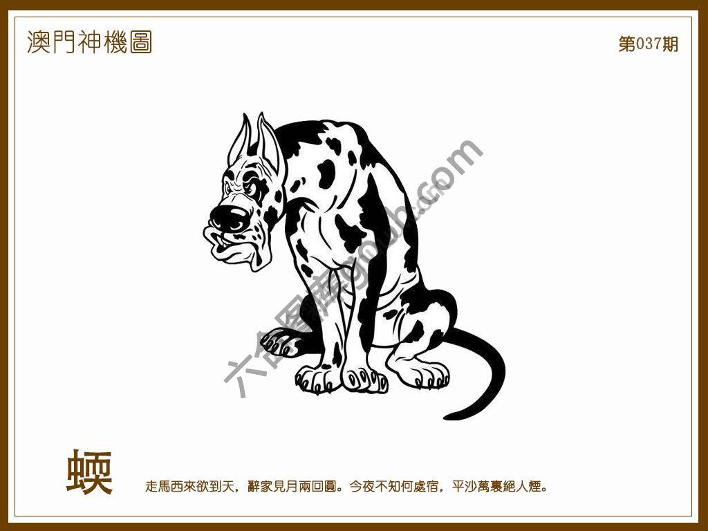 澳门神机图