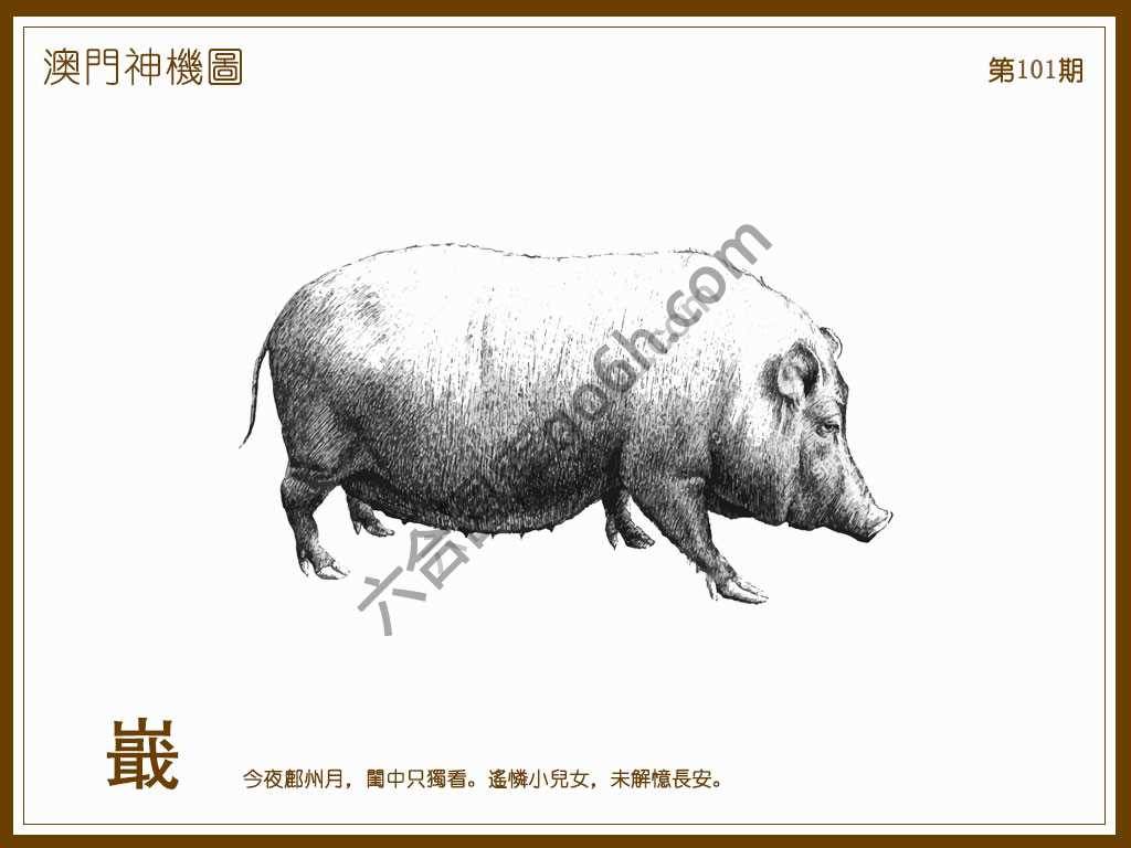 澳门神机图