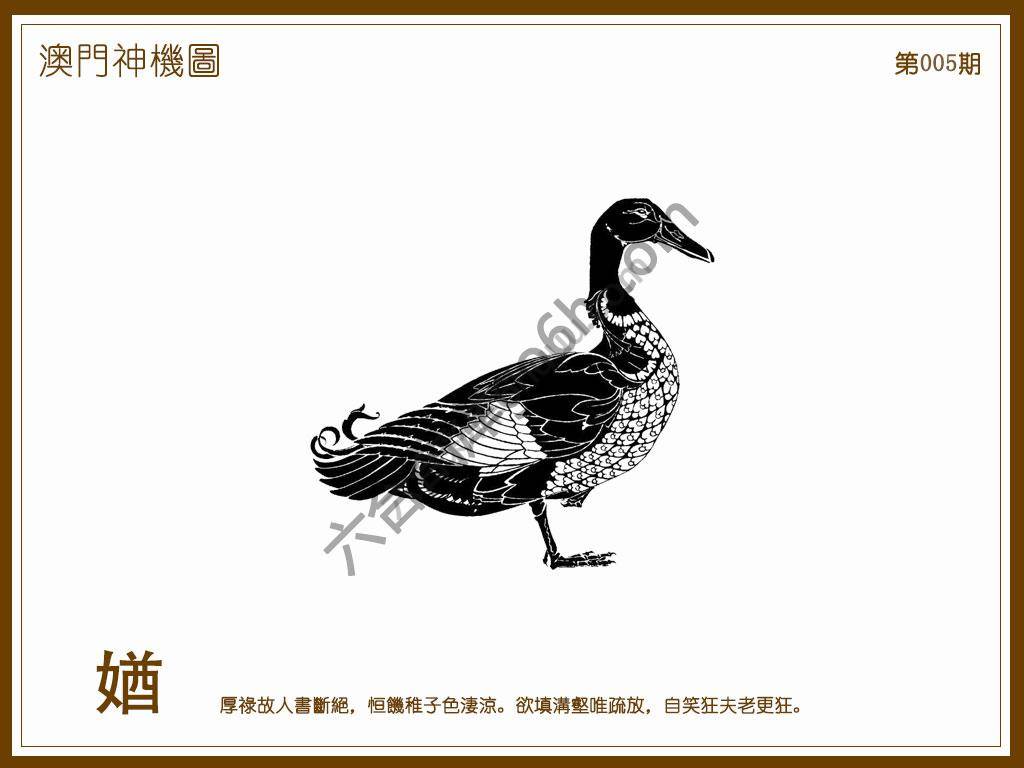 澳门神机图