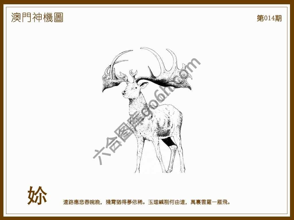 澳门神机图