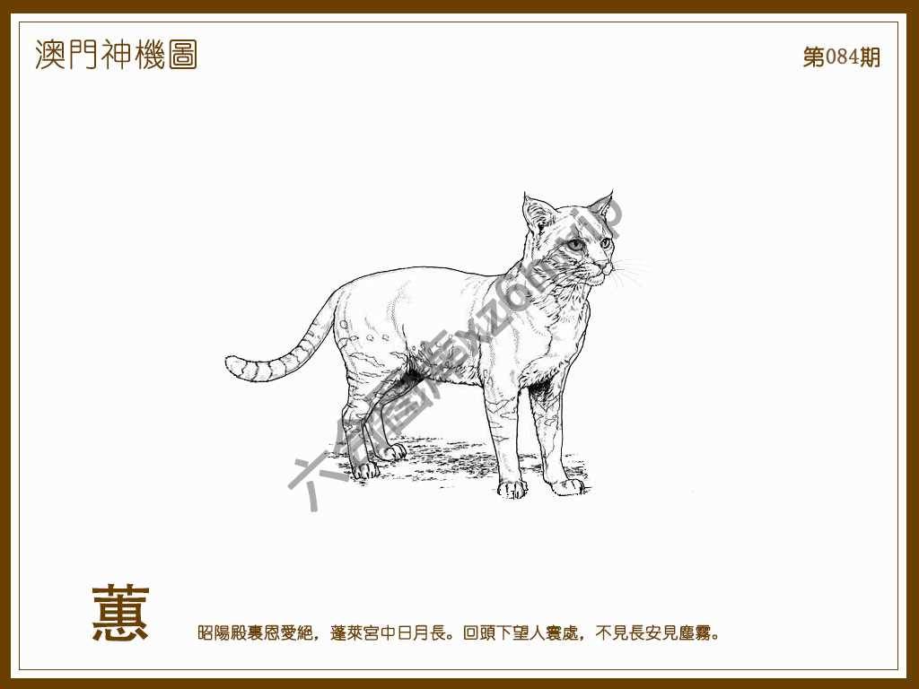 澳门神机图