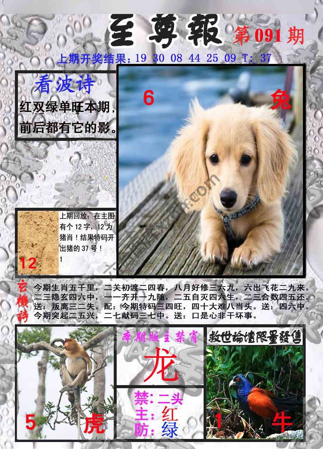 至尊报