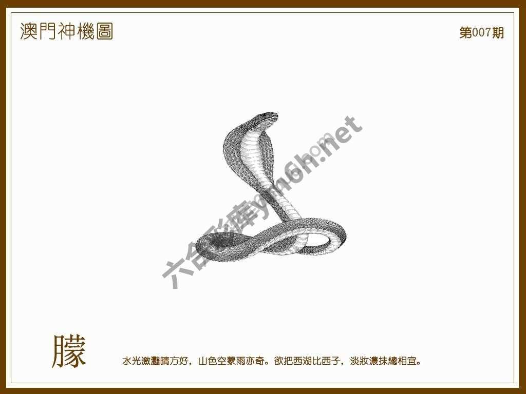 澳门神机图