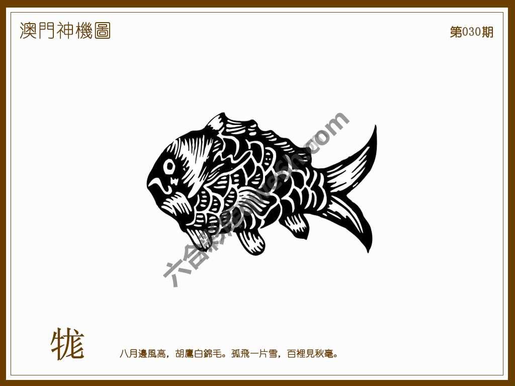 澳门神机图
