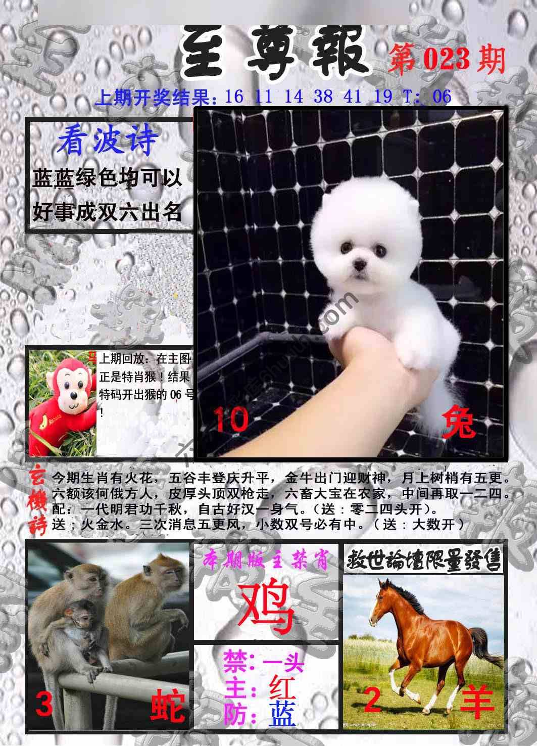 至尊报