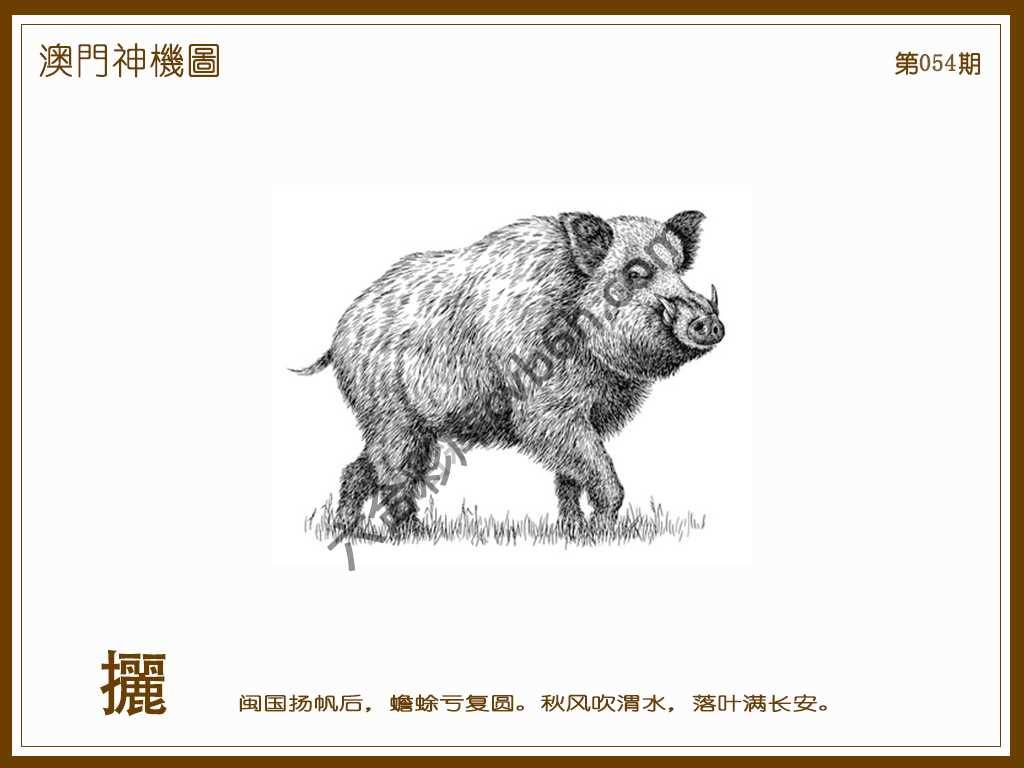 澳门神机图