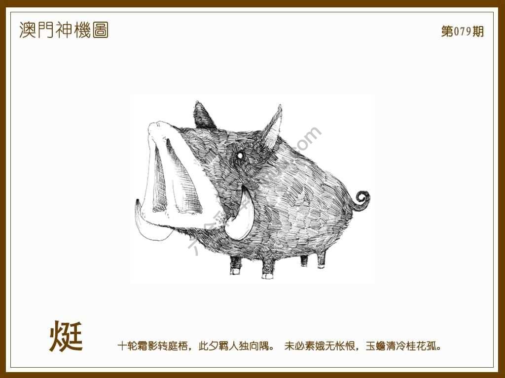 澳门神机图