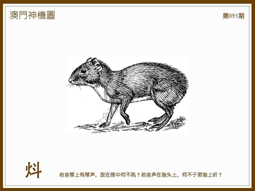 澳门神机图