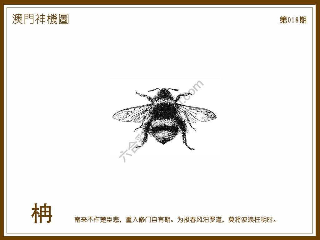 澳门神机图