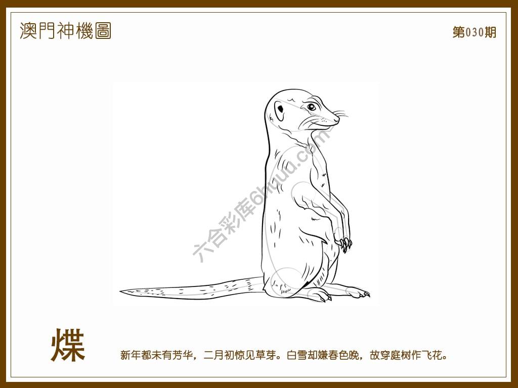 澳门神机图