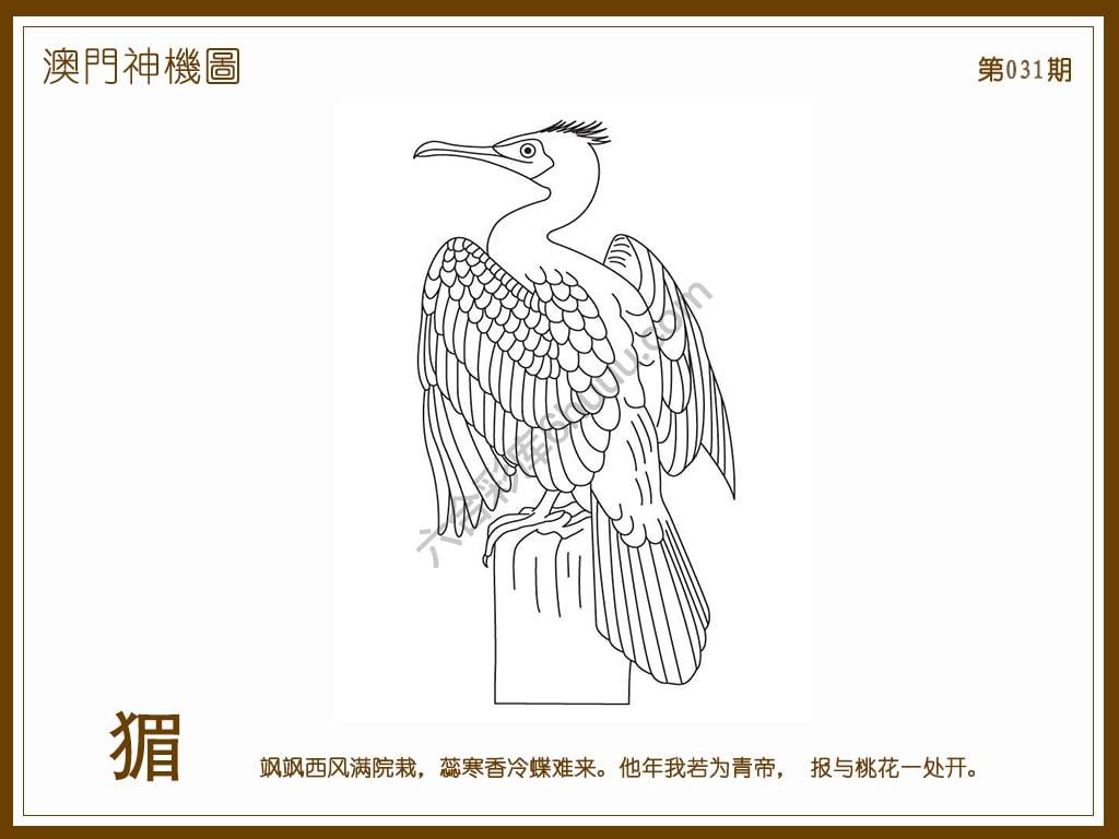 澳门神机图