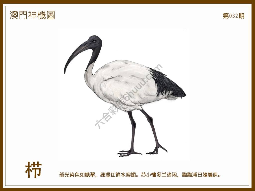 澳门神机图