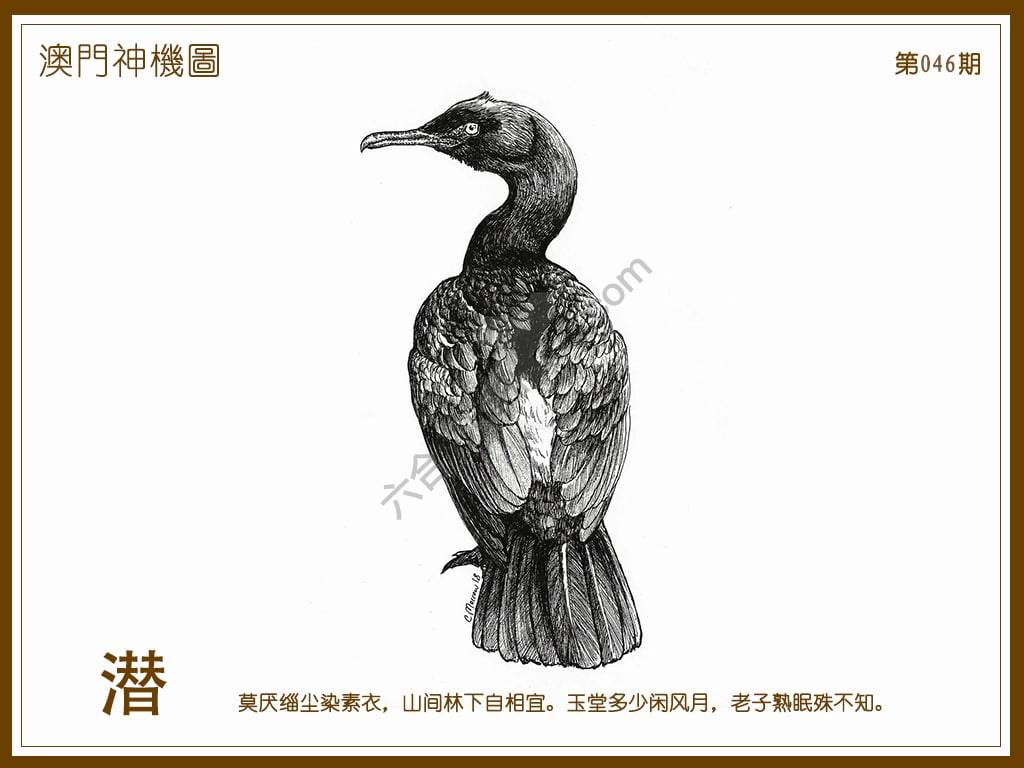澳门神机图