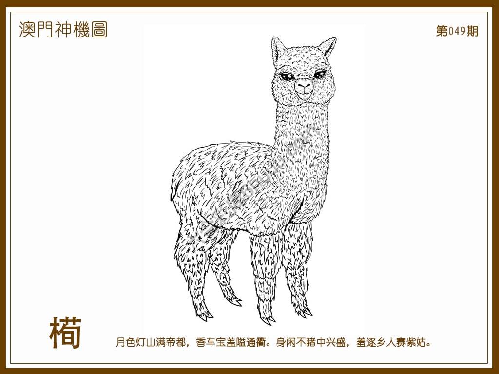 澳门神机图