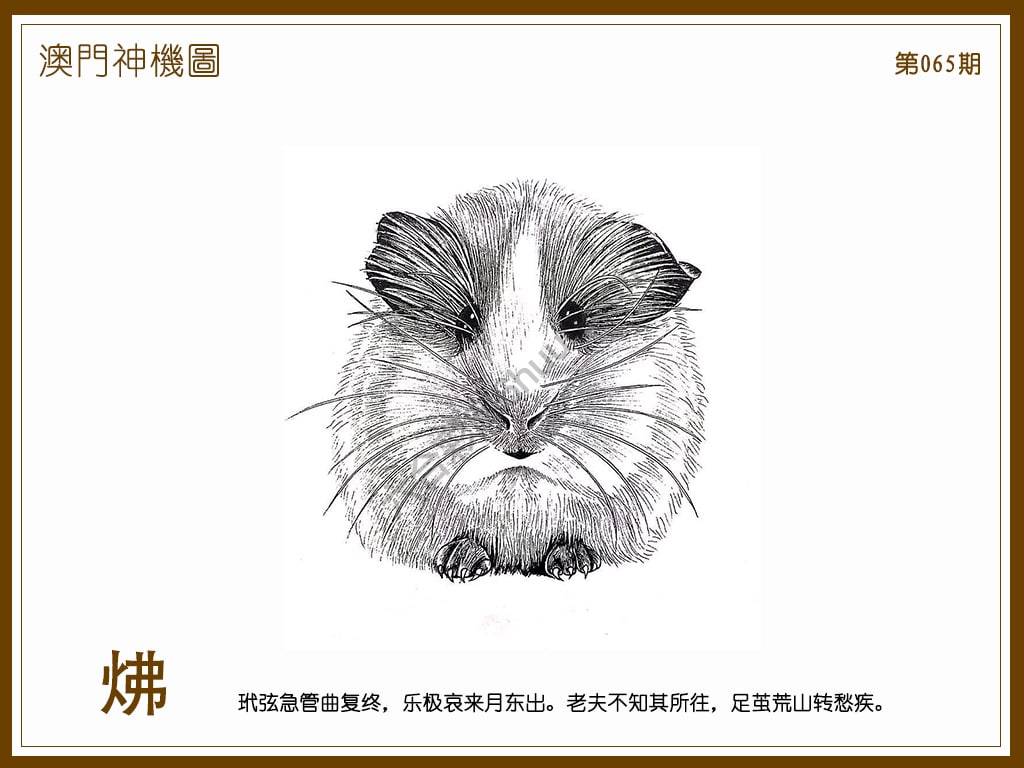 澳门神机图