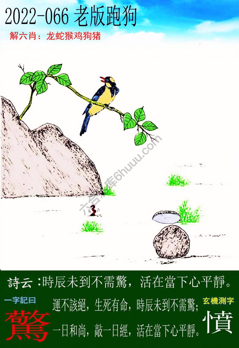 老版跑狗图
