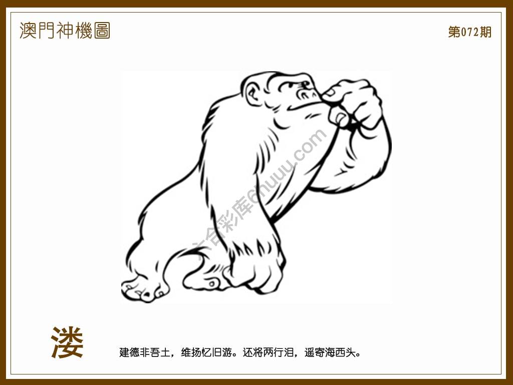 澳门神机图