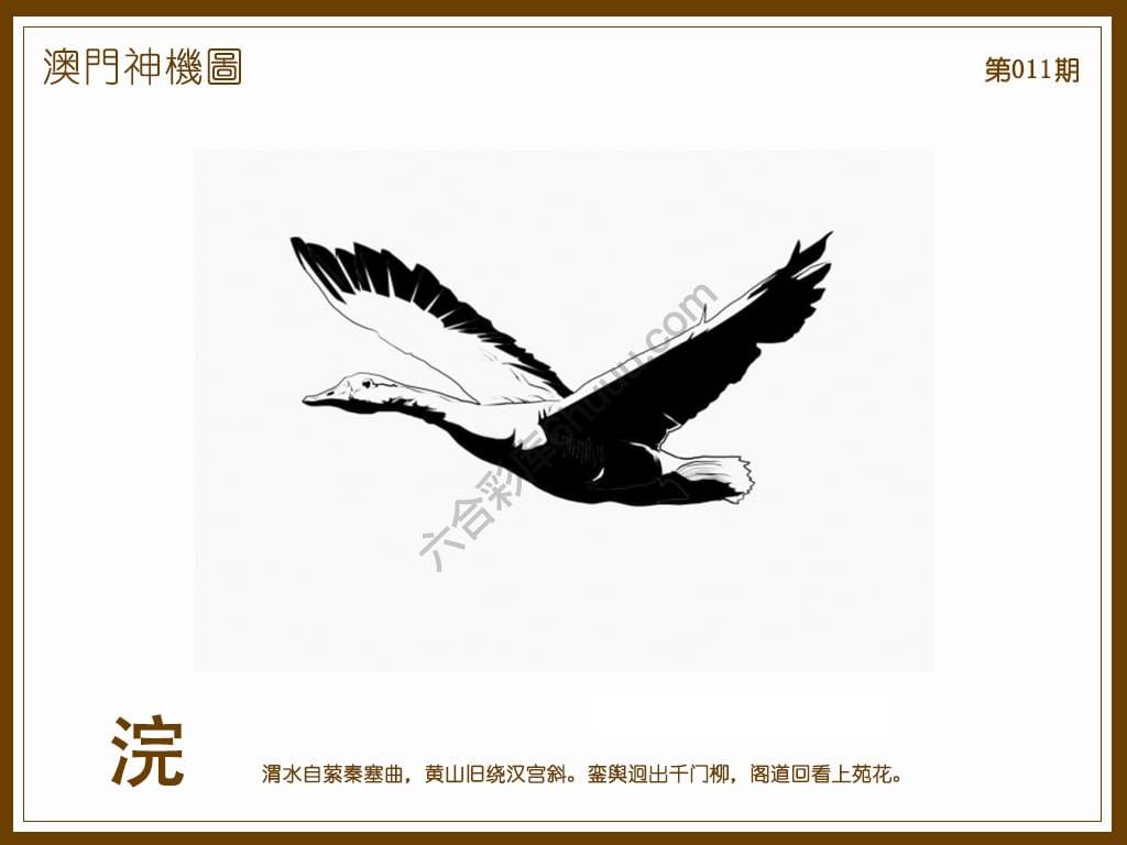 澳门神机图