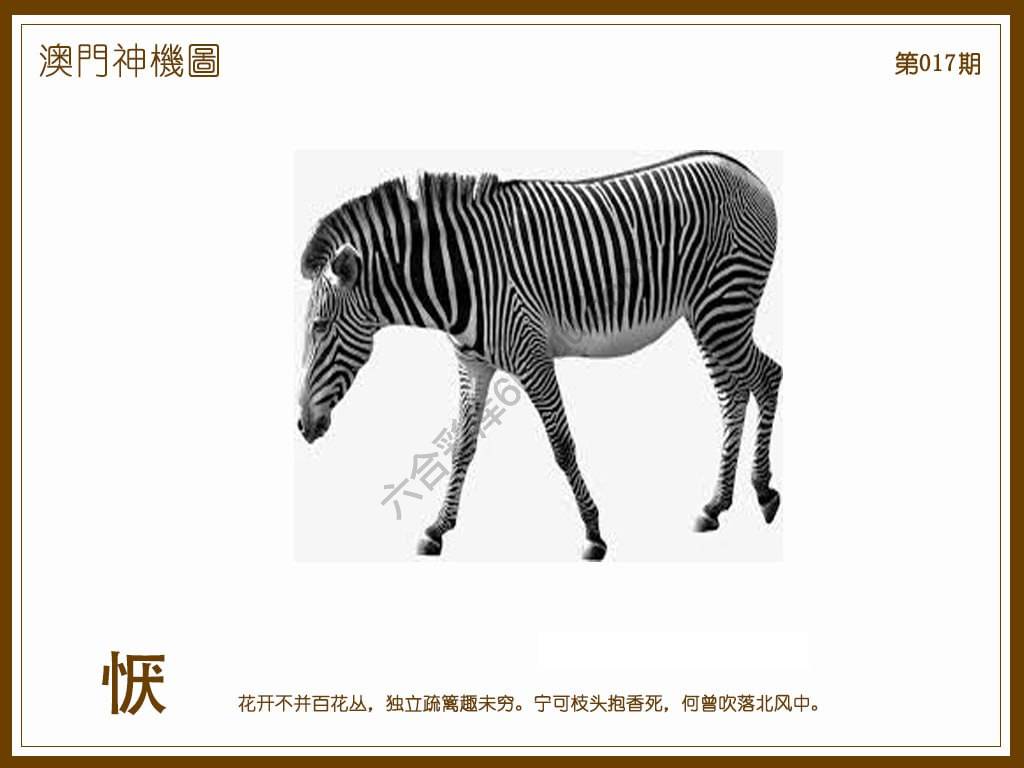 澳门神机图
