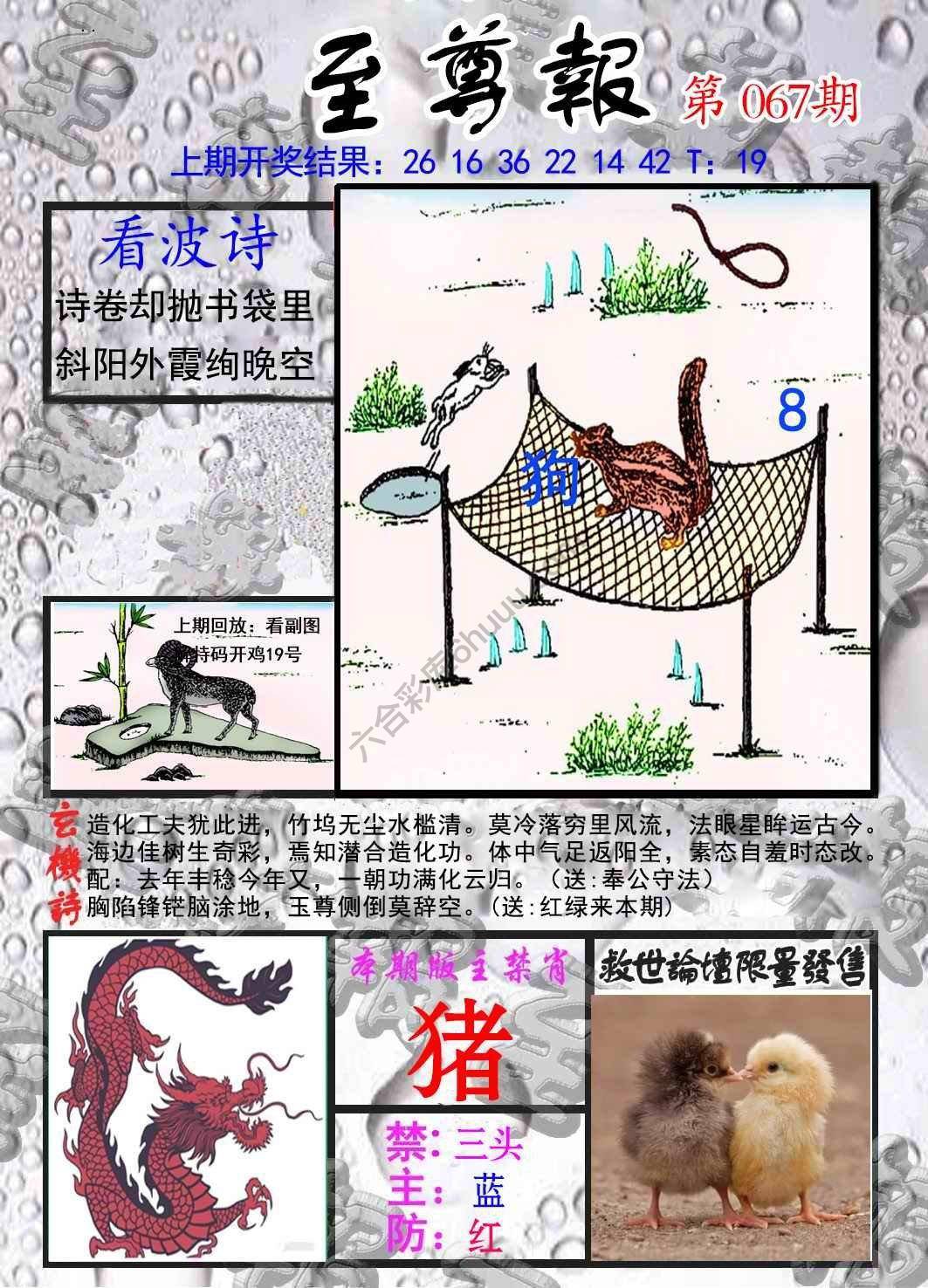 至尊报