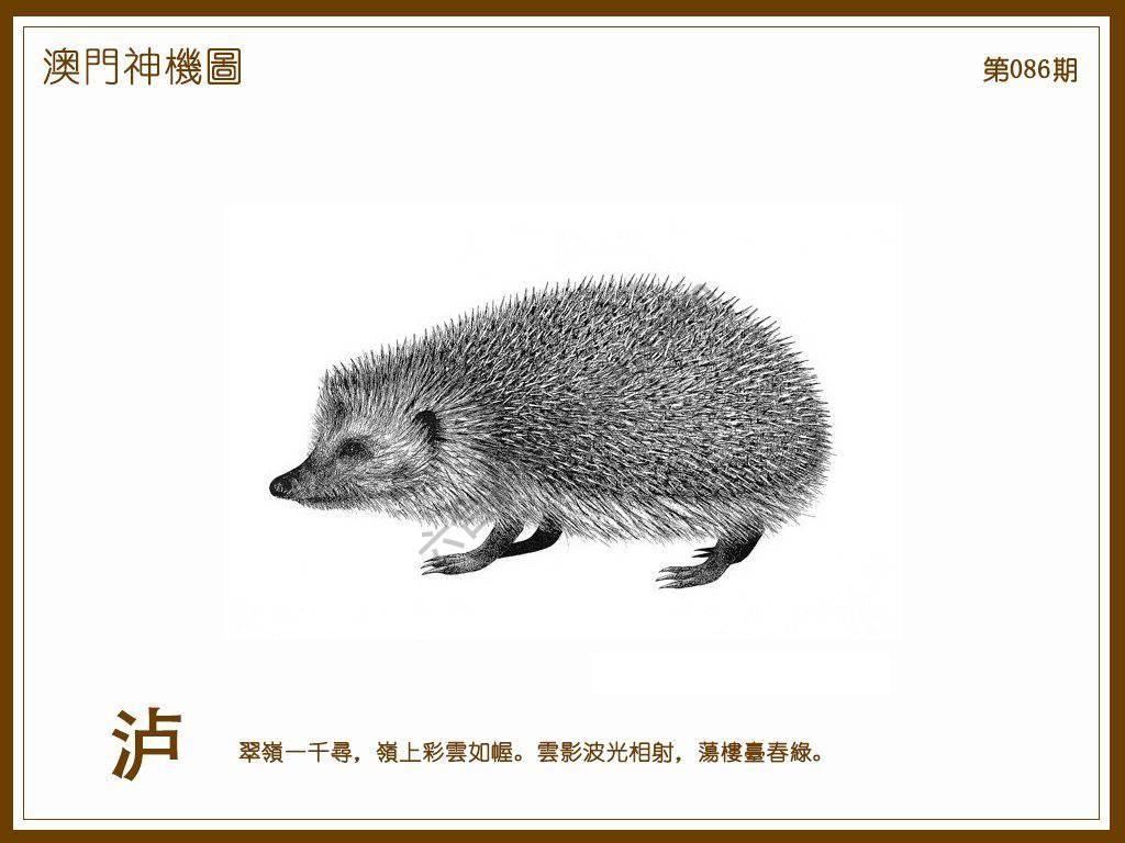 澳门神机图