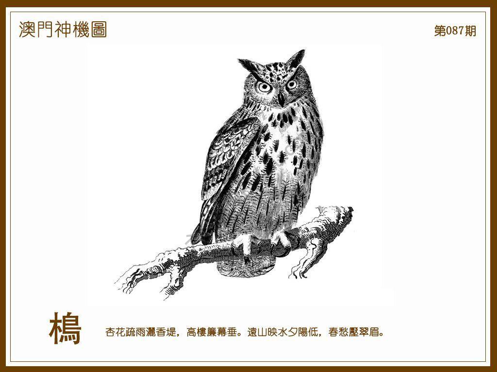 澳门神机图